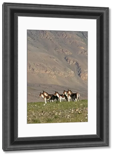 Kiang  /  Tibetan Wild Ass - female and yearling group - Ladakh - India