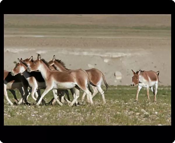 Kiang  /  Tibetan Wild Ass - rutting male herding a group of females - Ladakh - India