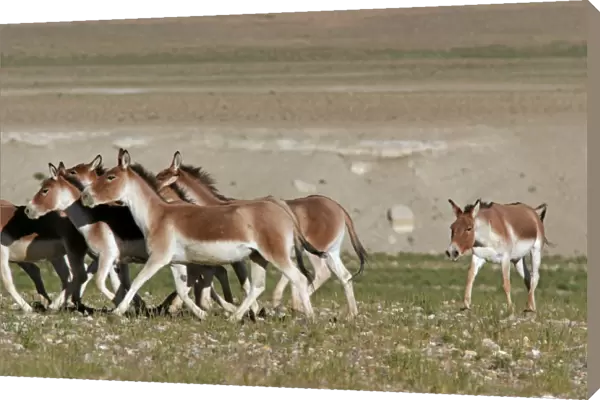 Kiang  /  Tibetan Wild Ass - rutting male herding a group of females - Ladakh - India