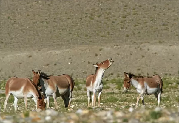 Kiang  /  Tibetan Wild Ass - females with rutting male showing flehman - Ladakh - India