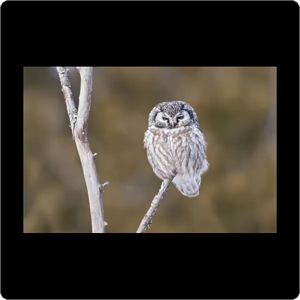Boreal Owl - perched on branch - January - Ontario - Canada