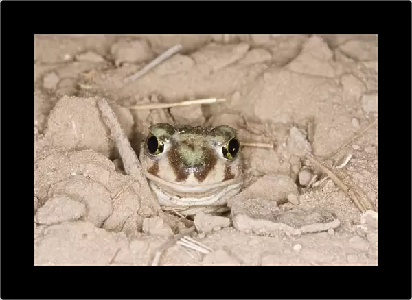 Plains Spadefoot Toad, Spea bombifrons. Series of images showing the toad turning and digging down into the sand using his spade like foot. Sequence 4 of 9 South Texas in March