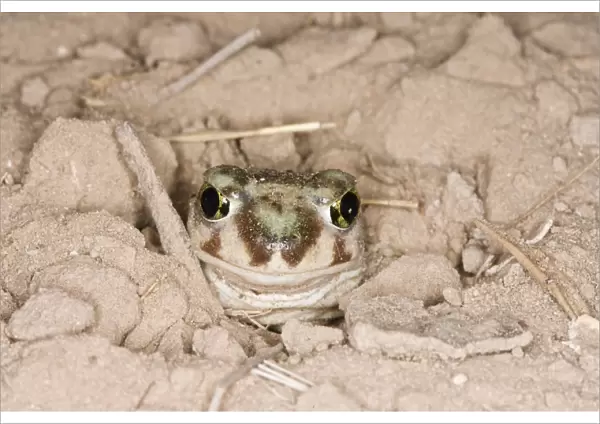 Plains Spadefoot Toad, Spea bombifrons. Series of images showing the toad turning and digging down into the sand using his spade like foot. Sequence 4 of 9 South Texas in March
