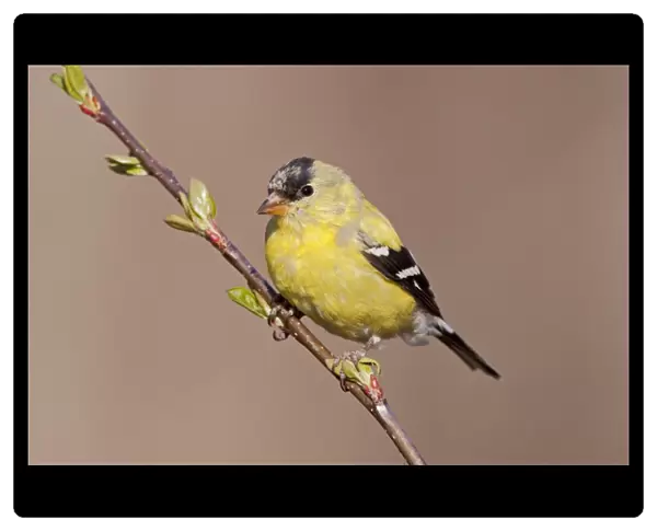 American Goldfinch. Male molting into spring plumage. April in CT. USA