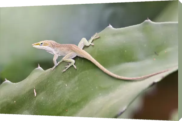 Green Anole - a tree-dwelling lizard. South Texas
