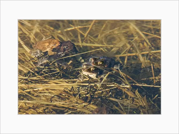 American Toad - Mating in Spring - Connecticut USA