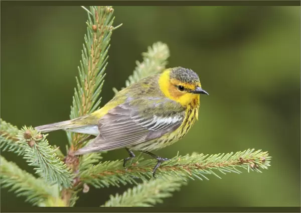 Cape May Warbler - male - June - Maine USA