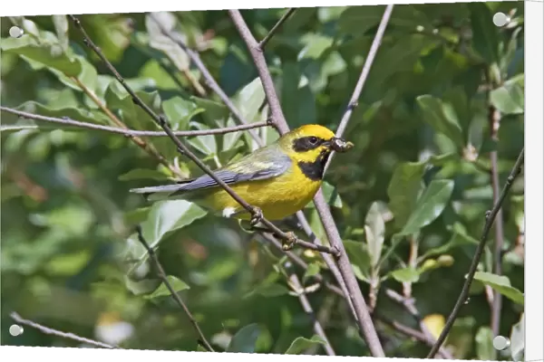 Lawrence's Warbler. Hybrid between Blue-winged Warbler, Vermivora pinus and a Golden-winged Warbler, Vermivora chrysoptera - with food in beak - CT, USA