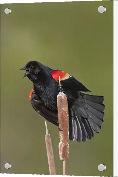 Red-winged Blackbird - male singing on territory in Spring. CT in May. USA