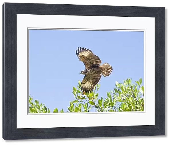 Common Black-Hawk. Immature in flight. San Blas, Mexico in March