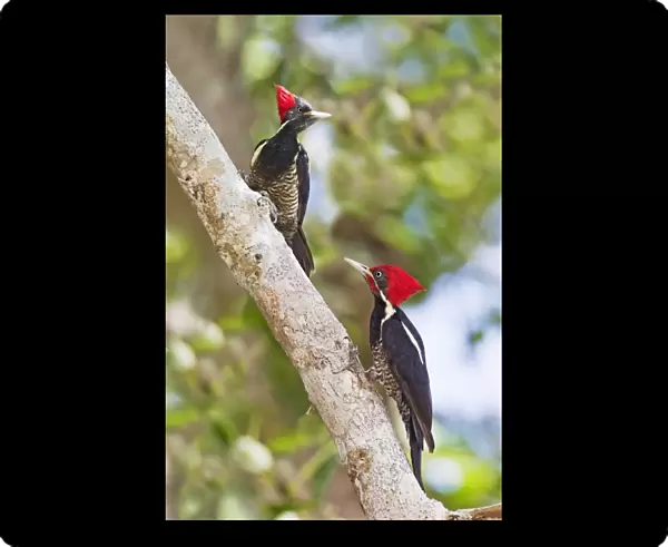 Lineated Woodpecker, Dryocopus lineatus male and female. Nayarit, Mexico in March
