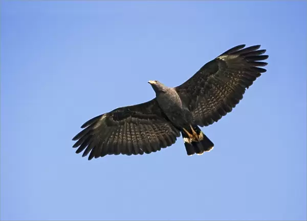 Common Black-Hawk. Adult in flight. San Blas, Mexico in March