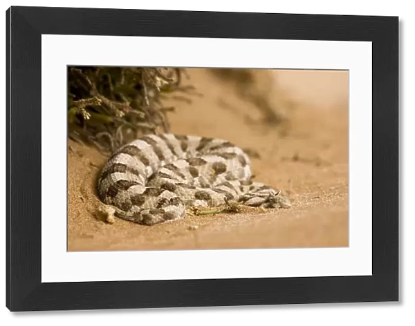 Horned Adder Coiled up at the foot of an ink bush Namib Desert, Namibia, Africa