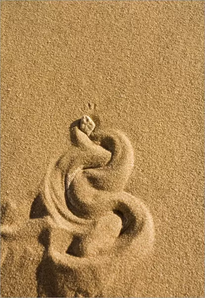 Peringuey's Adder Burying itself in the sand leaving a distincts pattern Namib Dunes, Namibia, Africa