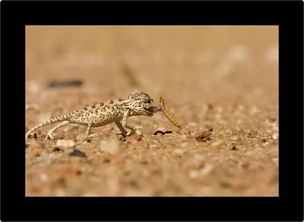 Namaqua Chameleon - Baby catching its prey - Sequence 2 of 3 - Namib Desert - Namibia - Africa