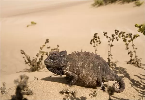 Namaqua Chameleon-Among dune scrub Dunes-Swakopmund-Namib Desert-Namibia-Africa
