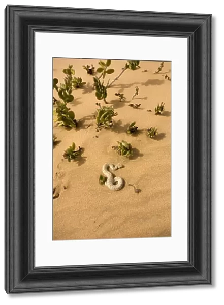Peringuey's Adder - Sunning its self on dune sand near a dollar bush - Dunes - Namib Desert - Namibia - Africa