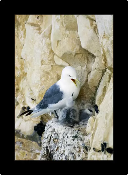 Kittiwake - chick begging for food from an adult on the nest - South Downs - East Sussex Coast - UK
