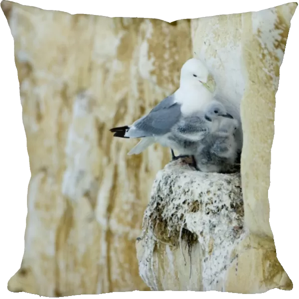 Kittiwake - adult and two chicks squeezed onto a cliff face nest - South Downs - East Sussex Coast - UK