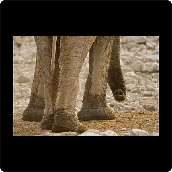 African Elephant - Portrait of trunk and feet - Etosha National Park - Namibia - Africa
