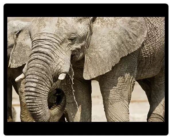 African Elephant - Portrait while drinking - head and shoulder - Etosha National Park - Namibia - Africa