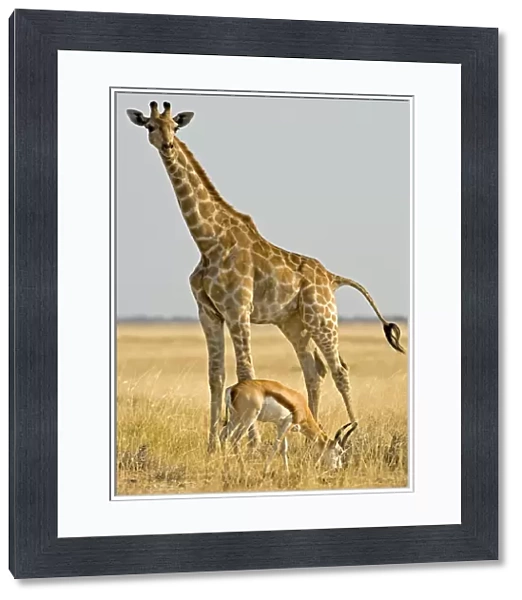Giraffe - Full body portrait with a springbok in the foreground - Etosha National Park - Namibia - Africa