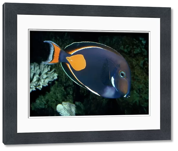 Achilles Tang (Surgeonfish) Tropical Indo-Pacific