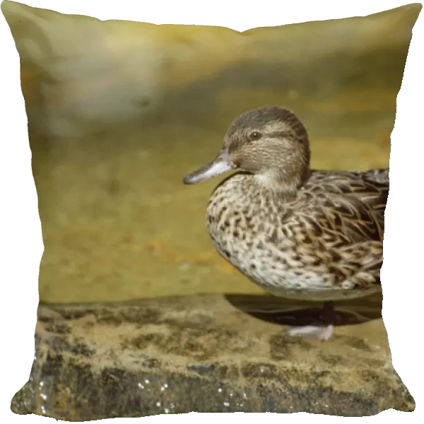 Green-winged Teal Duck - female