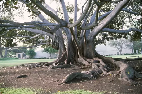 Fig Tree - showing trunks & buttress roots Moreton Bay, Australia