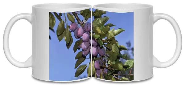 Fruit - Plums on branch