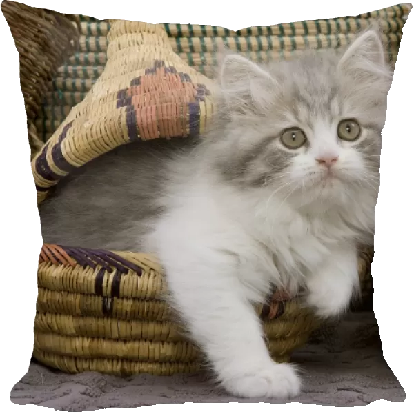 Cat - British longhair - 8 week old kitten in basket