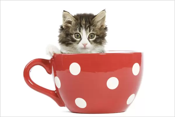 Norwegian Forest Cat  /  Norsk Skogkatt - 8 week old kitten in red & white spotted mug