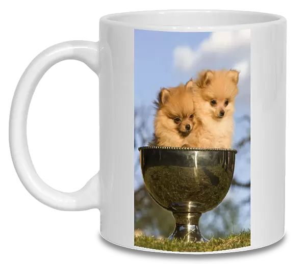 Dog - two Dwarf Spitz  /  Pomeranians - in silver cup Also know as Spitz nain