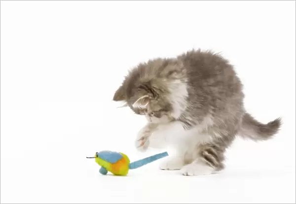 Cat - 8 week old British Longhair kitten in studio playing with toy