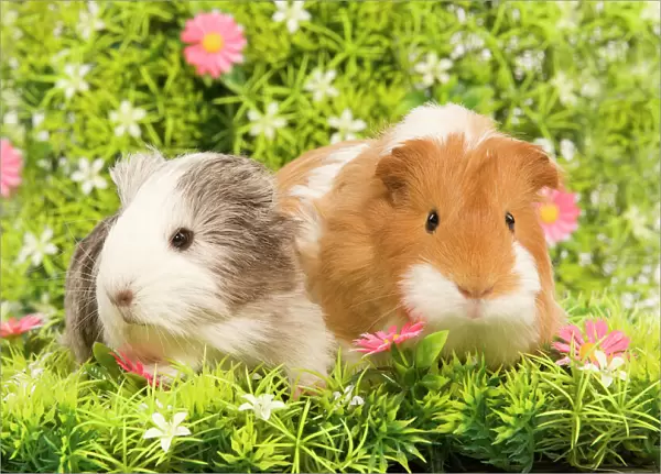 Guinea PIg - two with flowers