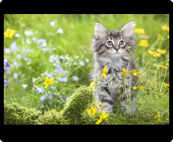 Cat - 8 week old Norwegian Forest kitten with flowers