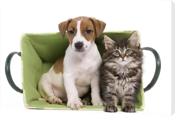 Dog - Jack Russell Terrier puppy with Norwegian Forest Cat kitten sitting in basket