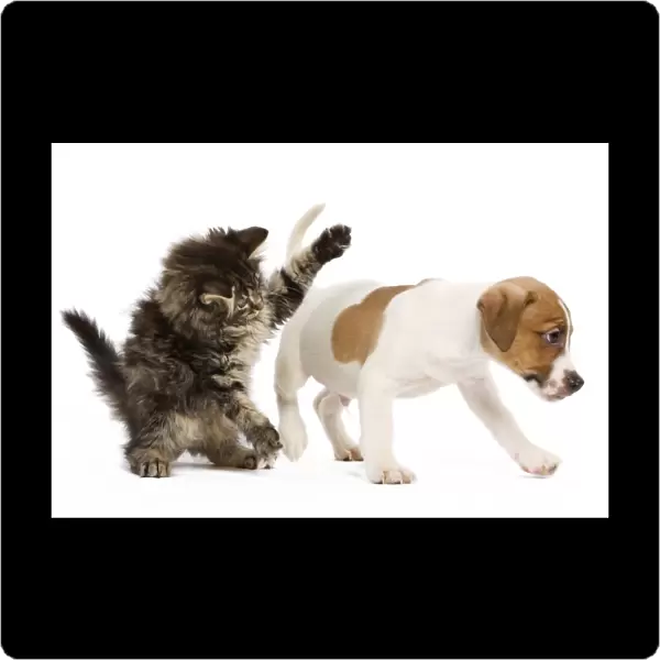 Cat - Norwegian forest kitten playing with Jack Russell Terrier puppy in Studio