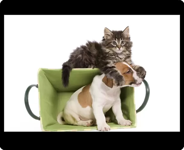 Dog - Jack Russell Terrier puppy playing with Norwegian Forest Cat kitten - in basket