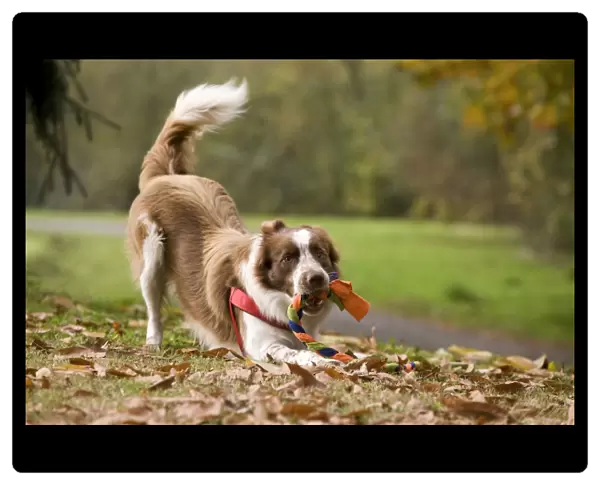 Dog - Border Collie playing with plaited rope toy