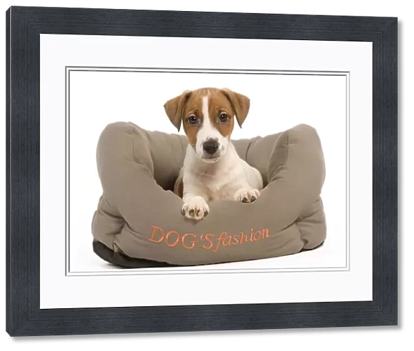 Dog - Jack Russell Terrier puppy in dog bed