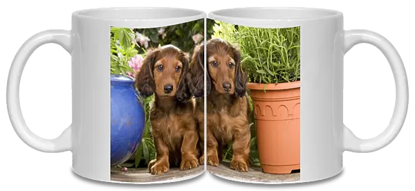 Long-Haired Dachshund  /  Teckel Dog - by flowerpots. Also known as Doxie  /  Doxies in the US