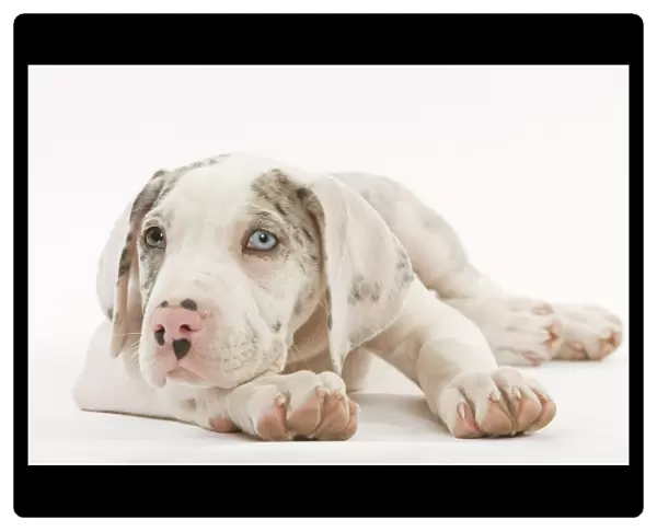 Dog - Great Dane - 10 week old puppy in studio. Odd eyes. Also known as German Mastiff  /  Deutsche Dogge  /  Dogue Allemand (French)