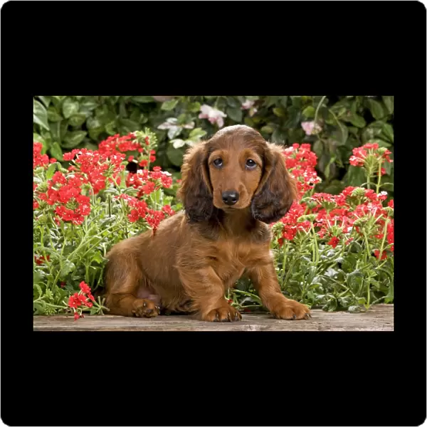 Long-Haired Dachshund  /  Teckel Dog - puppy with flowers. Also known as Doxie  /  Doxies in the US