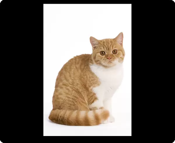 Cat - British Shorthair spotted ginger tabby & white