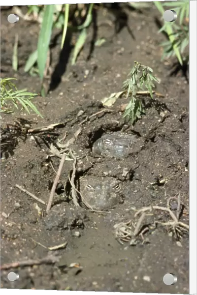 African Bull Frog - burried in mud