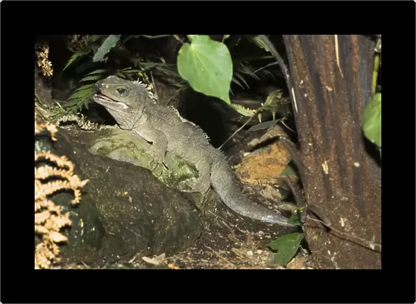 Tuatara lizard. Rainbow Springs North Island New Zealand. Sphenodon is an ancient survivor from the Juassic period - the age of dinasaurs amd survives in limited numbers on some of New Zealands outlying islands where predators have been eliminated