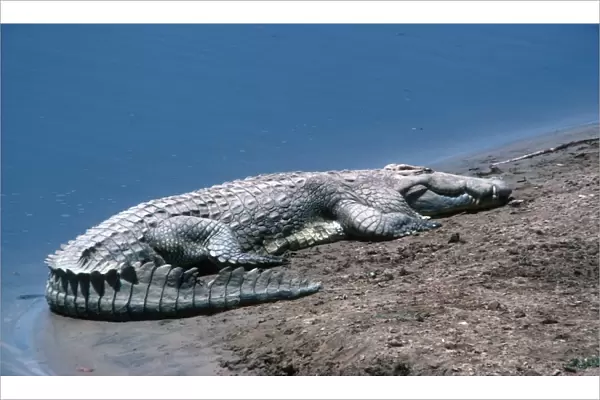 Nile Crocodile sunning on sandbank South Luangwa National Park Zambia Africa
