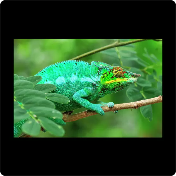 Panther Chameleon - male - Lokobe Nature Special Reserve - Nosy Be - Northern Madagascar