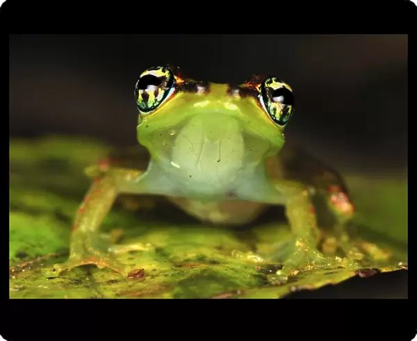 Tree Frog - Andasibe - Mantadia National Park - Madagascar